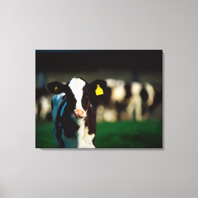 Holstein-Friesisches Kalb Leinwanddruck (Vorderseite)