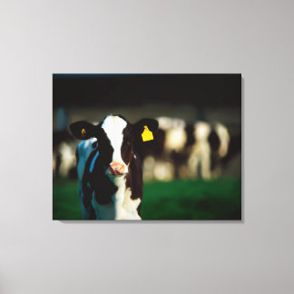 Holstein-Friesisches Kalb Leinwanddruck