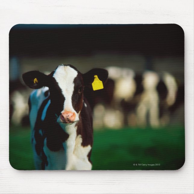 Holstein-Friesisches Kalb Mousepad (Vorne)
