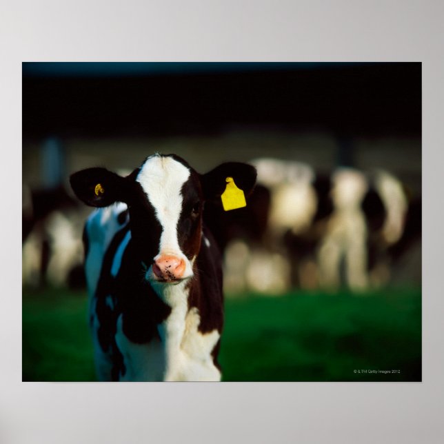 Holstein-Friesisches Kalb Poster (Vorne)