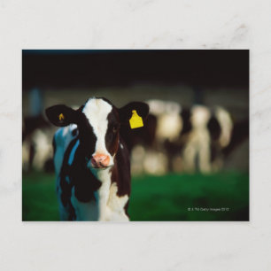 Holstein-Friesisches Kalb Postkarte