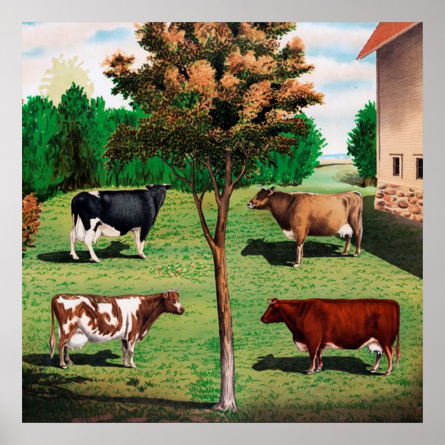 Holstein, Jersey, Ayrshire & Shorthorn, Kühe Poster (Vorne)