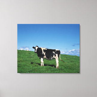 Holstein-Kuh, auf dem Feld stehend, Bekkai-Machi, Leinwanddruck