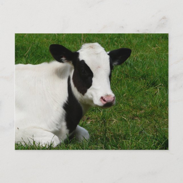 Holstein Kuh auf Gras Postkarte (Vorderseite)