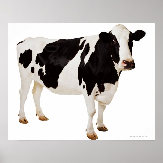 Holstein Kuh (Bos taurus) Poster (Vorne)