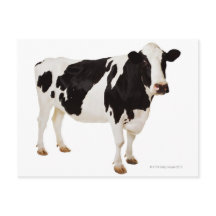 Holstein Kuh (Bos taurus)