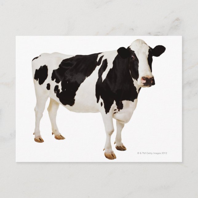 Holstein Kuh (Bos taurus) Postkarte (Vorderseite)
