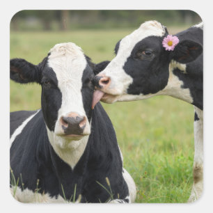 Holstein-Kuh küsst auf landwirtschaftlicher Weide Quadratischer Aufkleber