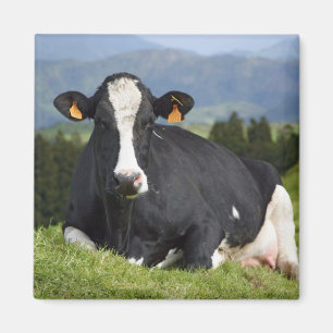 Holstein-Kuh Magnet
