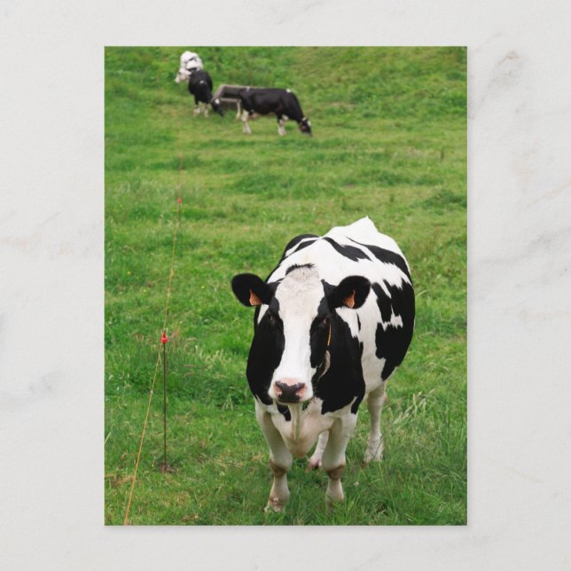Holstein Kuh Postkarte (Vorderseite)