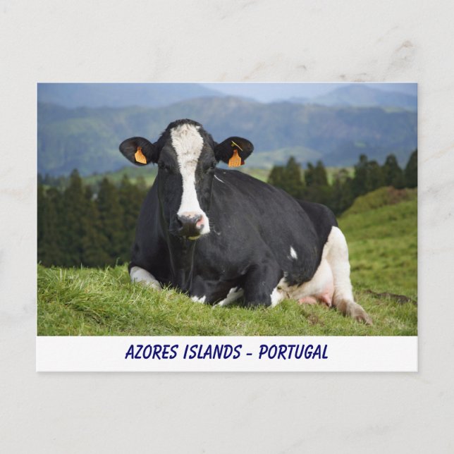 Holstein Kuh Postkarte (Vorderseite)