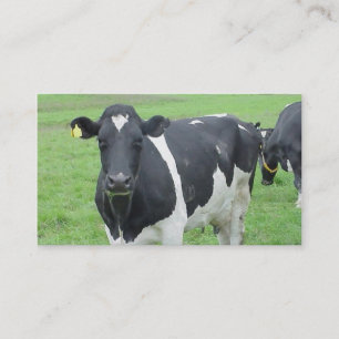 Holstein-Kuh-Rind-Bulle-Ochse-Färse-Hof-Weide Visitenkarte