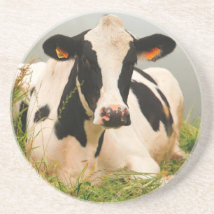Holstein-Kuh Sandstein Untersetzer