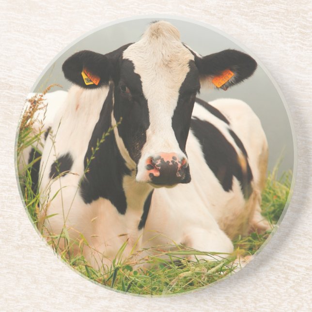 Holstein-Kuh Sandstein Untersetzer (Vorne)