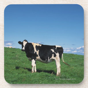 Holstein-Kuh stehend auf dem Gebiet, Bekkai-Machi, Untersetzer