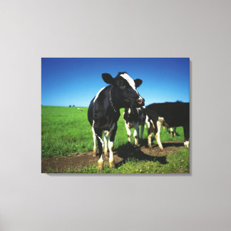 Holstein Kühe auf einem Feld Leinwanddruck