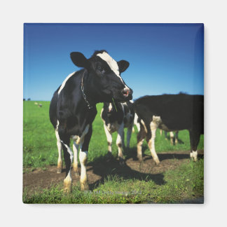 Holstein Kühe auf einem Feld Magnet