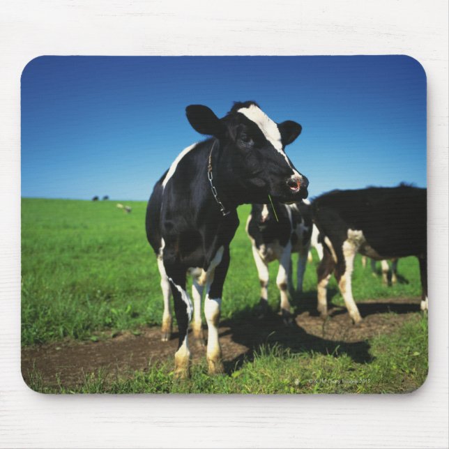 Holstein Kühe auf einem Feld Mousepad (Vorne)