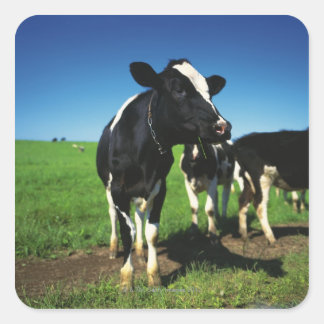 Holstein Kühe auf einem Feld Quadratischer Aufkleber