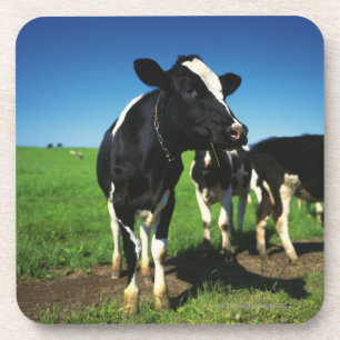 Holstein-Kühe auf einem Gebiet Untersetzer