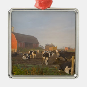 Holstein-Milchkühe außerhalb einer Scheune bei Son Ornament Aus Metall