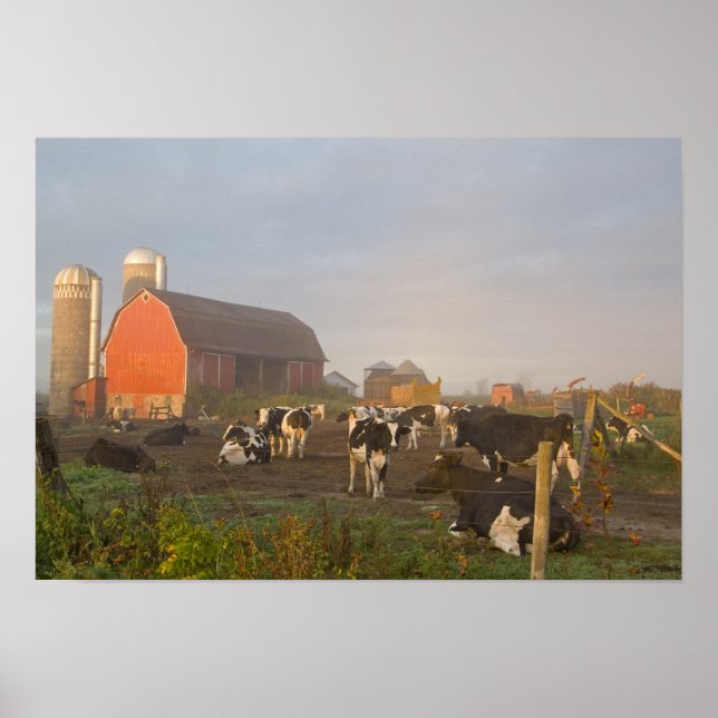 Holstein Milchkühe außerhalb einer Scheune bei Son Poster (Vorne)