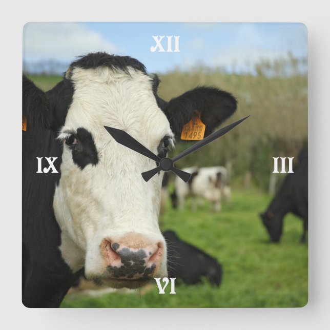 Holstein-Rinder Quadratische Wanduhr (Vorderseite)