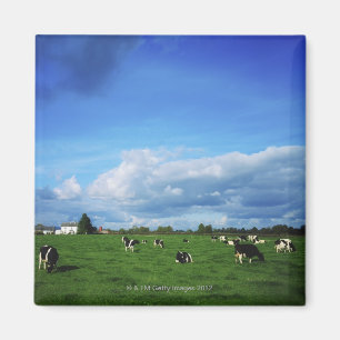 Holsteiner-Vieh nähert sich Thurles, Co Magnet