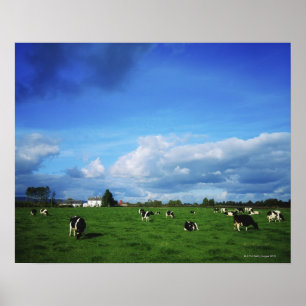 Holsteiner-Vieh nähert sich Thurles, Co Poster