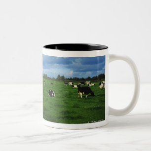 Holsteiner-Vieh nähert sich Thurles, Co Zweifarbige Tasse