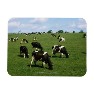 Holsteinervieh, Irland Magnet