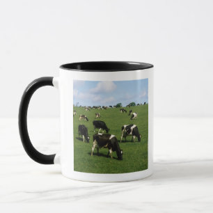 Holsteinervieh, Irland Tasse