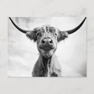 Holy Cow Mesotint Style Art Fotografy L Postkarte