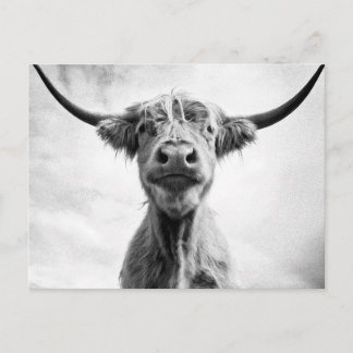 Holy Cow Mesotint Style Art Fotografy L Postkarte