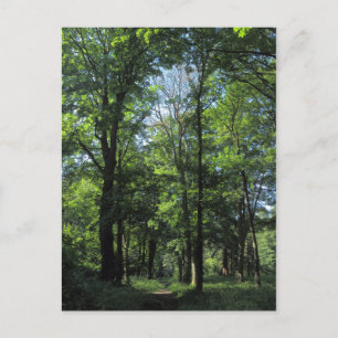 Holz. Bute Park, Cardiff Postkarte