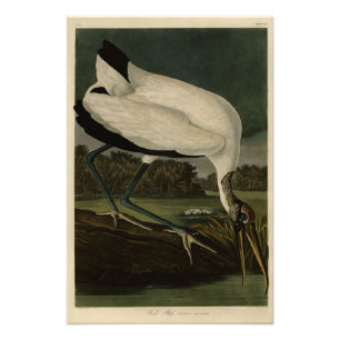 Holz Ibiss (Ibis, Stork): Audubon Birds of America Fotodruck