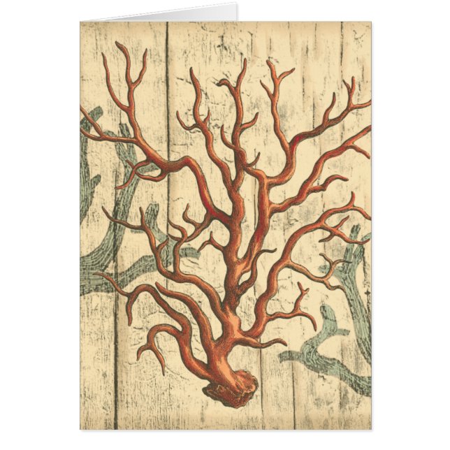 Holz und kleine Korallen (Vorne)