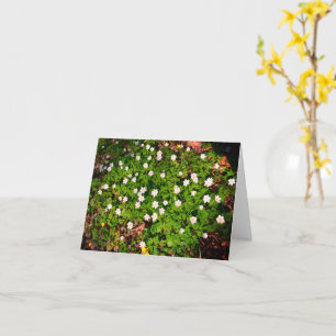 Holzanemon, hübsche Blume Karte