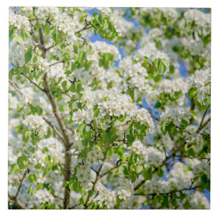 Holzapfelblüte Fliese