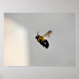 Holzbiene im Flug Poster