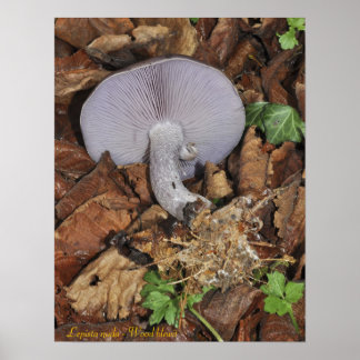 Holzbleichplakat Poster