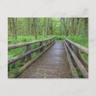 Holzbrücke am Maple Glade trail, Farne und Postkarte