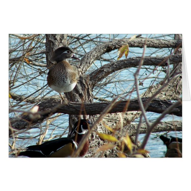 Holzducks (Vorderseite (Horizontal))