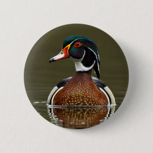 Holzente auf Wasser Button