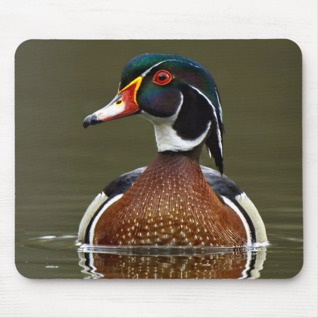 Holzente auf Wasser Mousepad (Vorne)