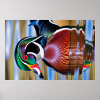 Holzente Großposter, Entenjagd
