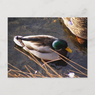 Holzente Postcard Postkarte