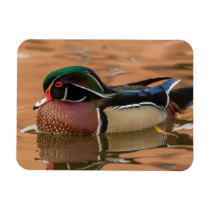 Holzente schwimmt im Wasser Magnet