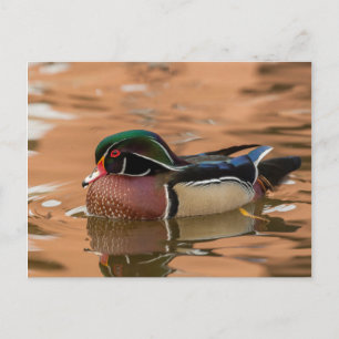 Holzente schwimmt im Wasser Postkarte