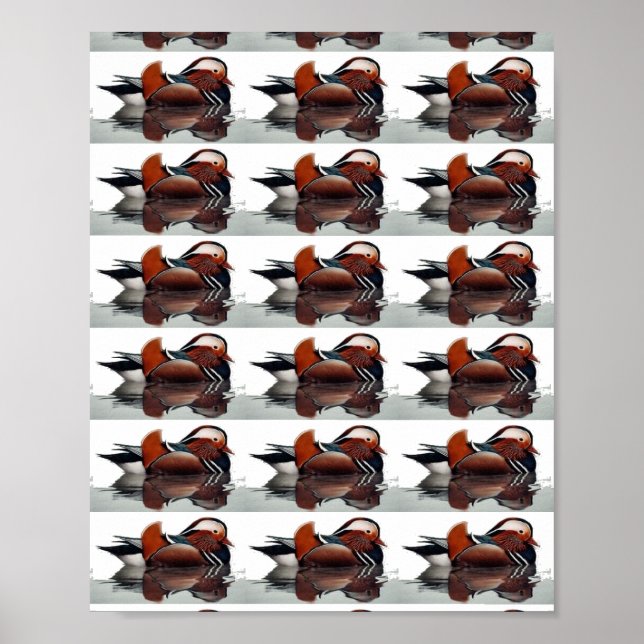 Holzente Thunder_Cove Poster (Vorne)